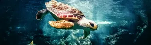tartaruga marina