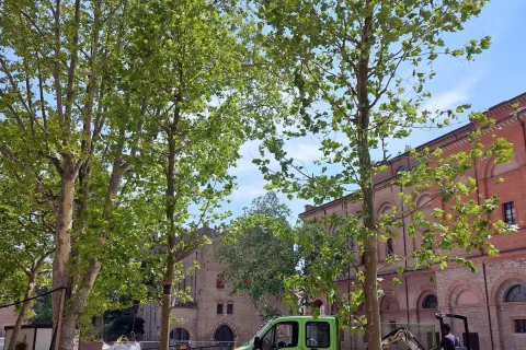 platani piazza malatesta