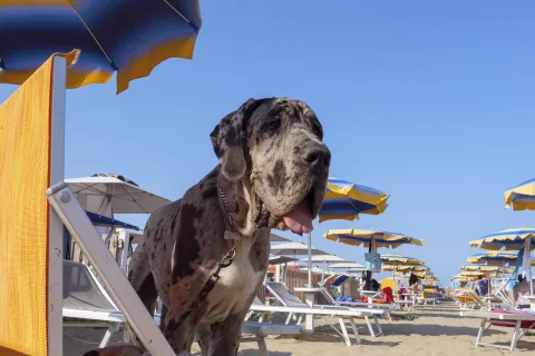 cani in spiaggia