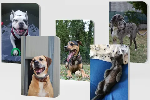 “Baffi e code”, i simpaticissimi quadernoni a righe e quadretti pensati per le scuole elementari e medie