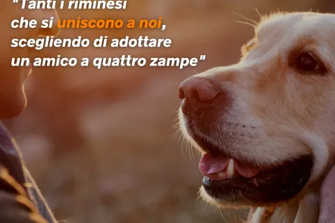 I numeri del Canile nel 2021