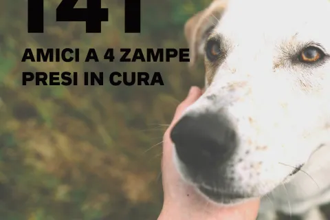 I numeri del Canile nel 2021