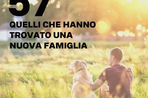 I numeri del Canile nel 2021