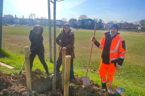 messa a dimora di un tiglio al Parco Marecchia