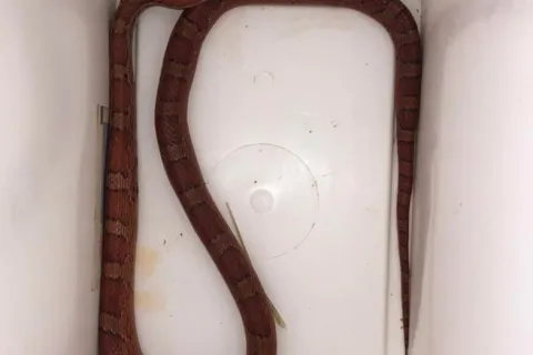 serpente trovato al parco di Viserba