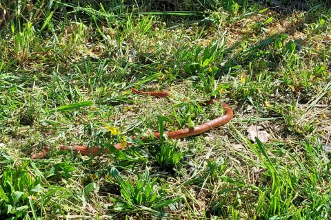 serpente trovato al parco di Viserba
