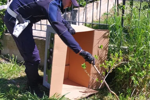 serpente trovato al parco di Viserba