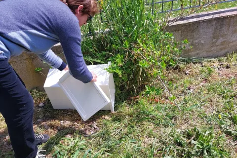 serpente trovato al parco di Viserba