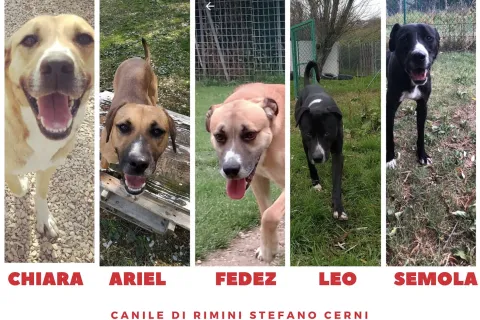 cani del Canile comunele S.Cerni