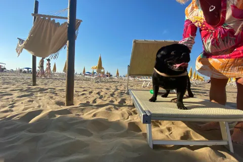 animali in spiaggia