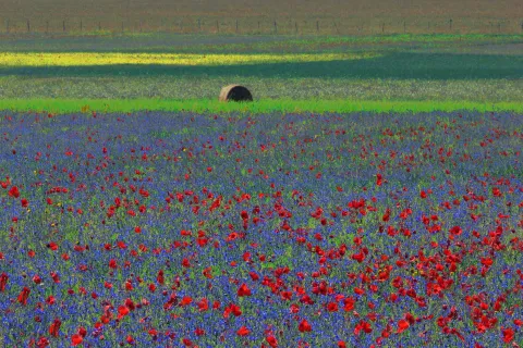 Italo Di Fabio: fotoamatore o fotoinnovatore