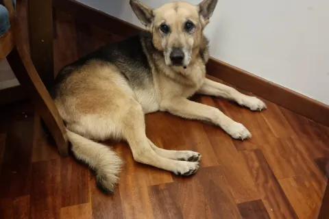 canile stefano cerni - pepe