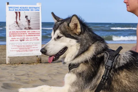 cani in spiaggia
