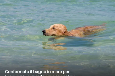 cani in spiaggia
