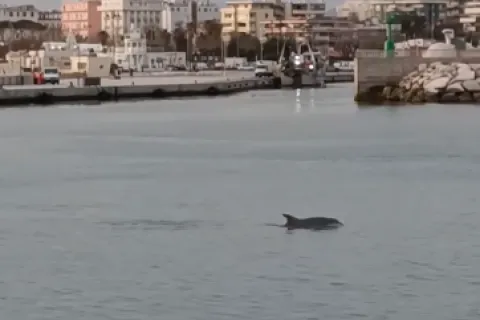 delfini_-_da_un_video_di_emanuele_bruschi