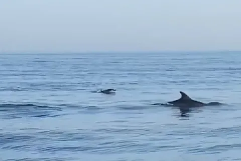 delfini_-_immagine_estratta_da_un_video_di_paolo_vertaglia