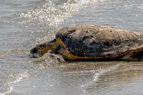 tartaruga_-_foto_di_fondazione_cetacea
