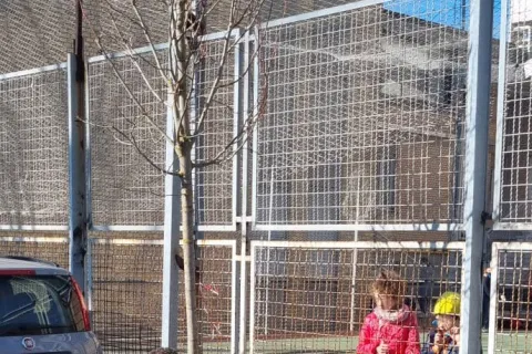 piantumazione alberi