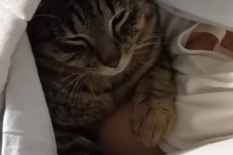 il gatto covi entrato al canile comunale stefano cerni