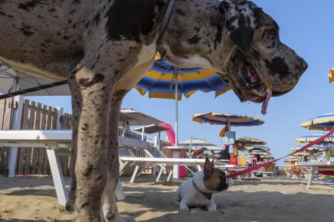 bagno 81 dog friendly