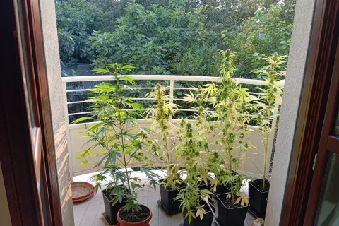 piante di marijuana sequestrate