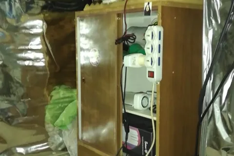 piante di marijuana sequestrate