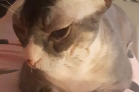 Gatto Nefertiti