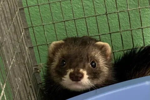 4 ottobre, giornata mondiale degli animal