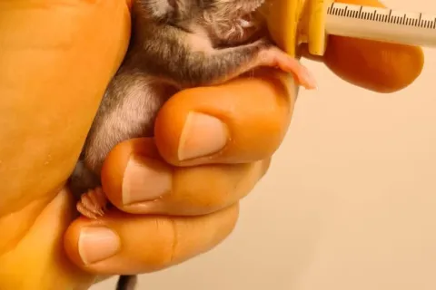 4 ottobre, giornata mondiale degli animal