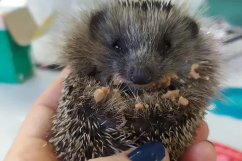 4 ottobre, giornata mondiale degli animal