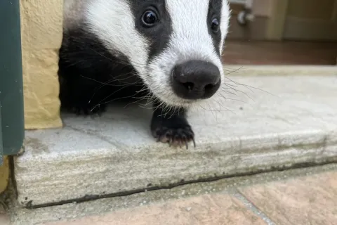 4 ottobre, giornata mondiale degli animal