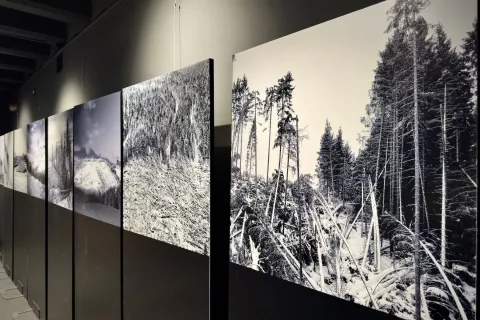 Fulgor mostra “Segni e suoni di Vaia” 