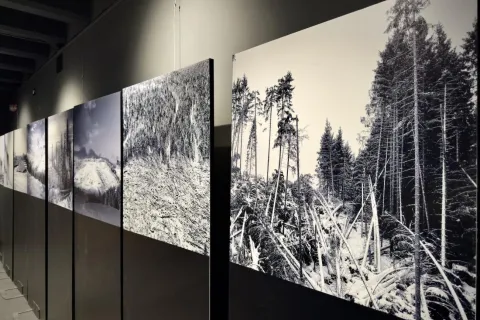 mostra i suoni di vaia