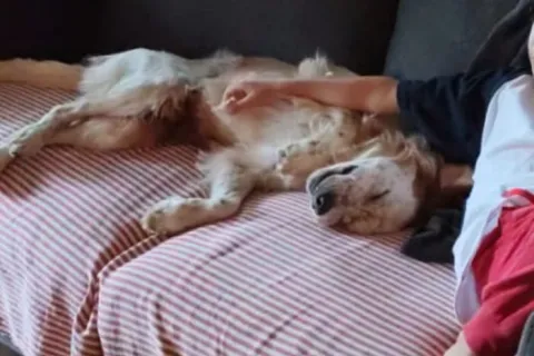 cane da caccia Lorenz