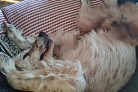 cane da caccia Lorenz