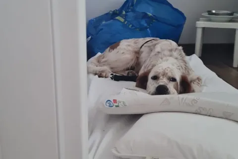 cane da caccia Lorenz