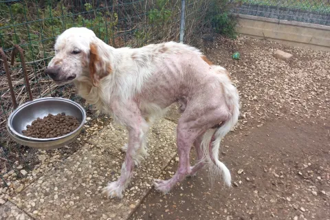 cane da caccia Lorenz