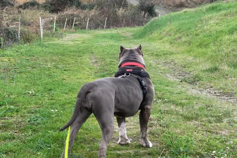 cane in campagna che guarda collina