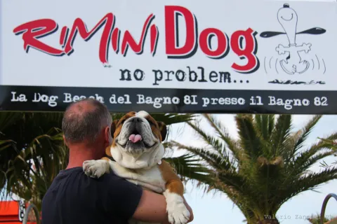 rimini dog