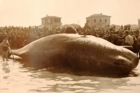 Capodoglio spiaggiato 1943