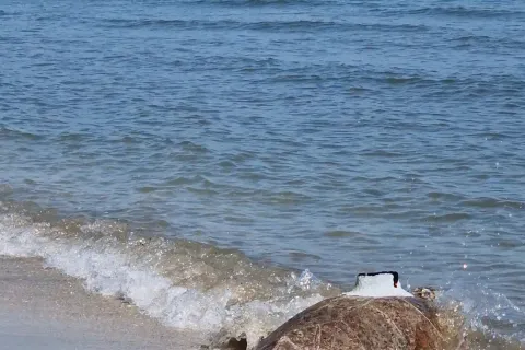  “Giornata del Mare e della Cultura Marinara”2025