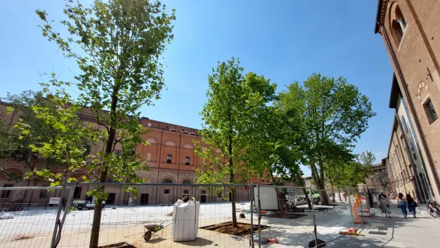 platani davanti a Santa Colomba