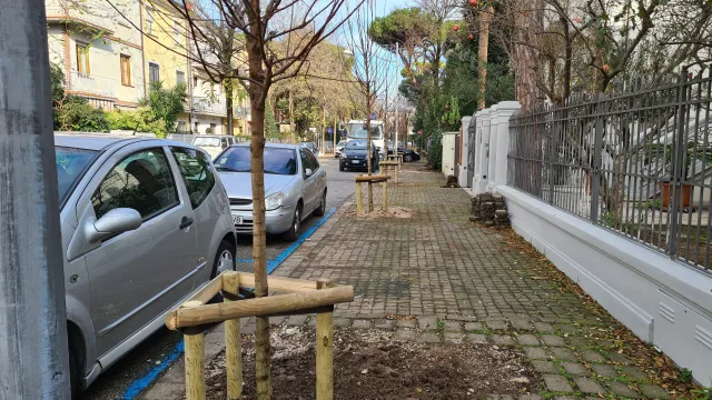 alberi Viale Dardanelli
