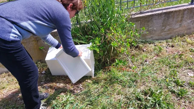 serpente trovato al parco di Viserba