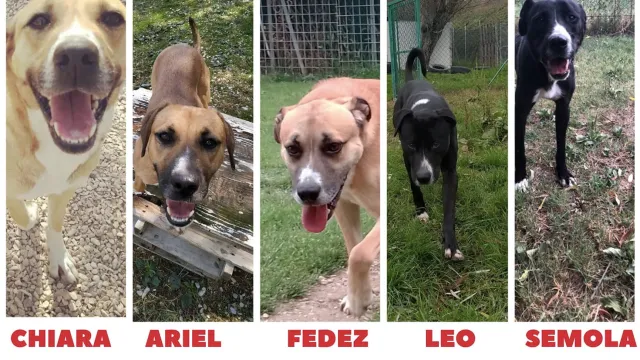 cani del Canile comunele S.Cerni