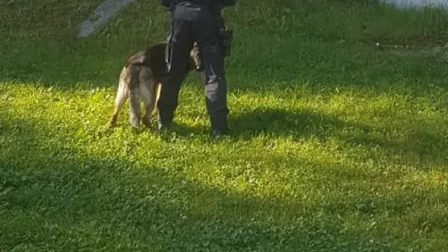 unità cinofile della Polizia Locale