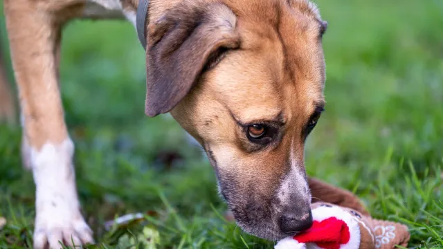 canile stefano cerni - chiara