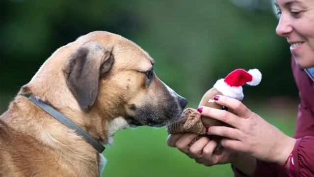 canile stefano cerni - chiara