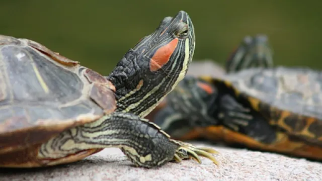 tartaruga