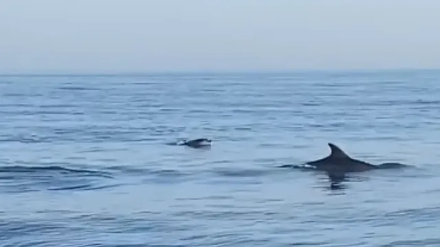 delfini_-_immagine_estratta_da_un_video_di_paolo_vertaglia